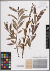 Foto von Salix elaeagnos Scop. x Salix viminalis L.